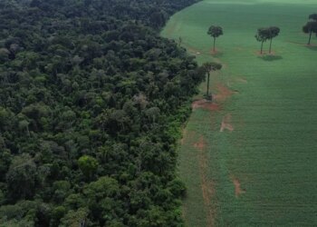 Trópicos registram perda recorde de floresta primária