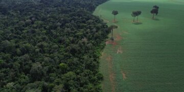 Trópicos registram perda recorde de floresta primária