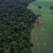 Trópicos registram perda recorde de floresta primária