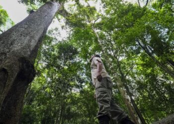 Caminhos da Reportagem mostra resgate de frutas da Mata Atlântica