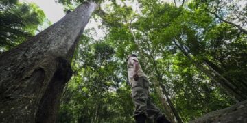 Caminhos da Reportagem mostra resgate de frutas da Mata Atlântica
