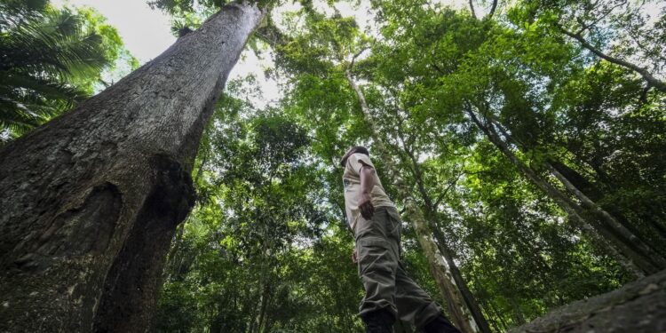 Caminhos da Reportagem mostra resgate de frutas da Mata Atlântica