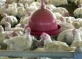Confira as principais dúvidas sobre a gripe aviária