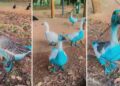 Cidade paulista apura vazamento de corante que tingiu aves em parque