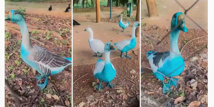 Cidade paulista apura vazamento de corante que tingiu aves em parque