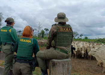 CRA debate apreensão de gado pelo Ibama em áreas embargadas — Senado Notícias
