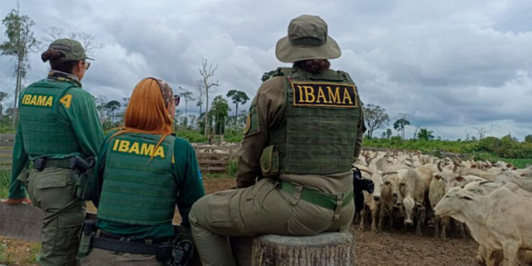 CRA debate apreensão de gado pelo Ibama em áreas embargadas — Senado Notícias