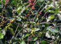 Produção de café deverá ser de 55,7 milhões de sacas em 2025