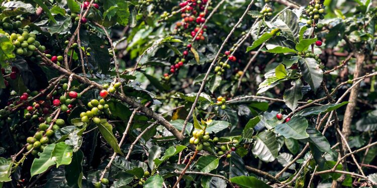 Produção de café deverá ser de 55,7 milhões de sacas em 2025