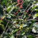 Produção de café deverá ser de 55,7 milhões de sacas em 2025