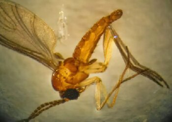 Estado de São Paulo registra 44 casos de febre de oropouche