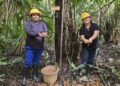 Mulheres extrativistas enfrentam preconceito e geram renda na Amazônia