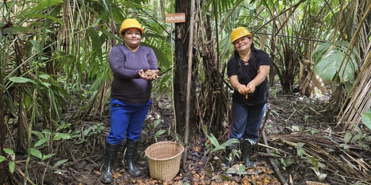 Mulheres extrativistas enfrentam preconceito e geram renda na Amazônia
