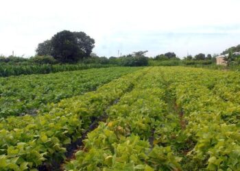 Câmara aprova política que estimula permanência de jovens no campo