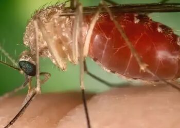 Rio confirma mais duas mortes por febre do Oropouche