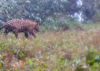 Projeto do ICMBio mapeia 23 genomas com detalhamento sobre espécies
