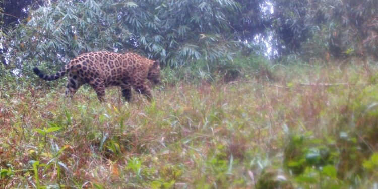 Projeto do ICMBio mapeia 23 genomas com detalhamento sobre espécies