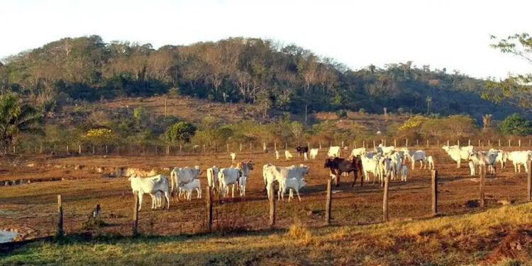 Marco do licenciamento ambiental está na pauta da CRA — Senado Notícias