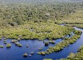 Quase todos os biomas registraram redução do desmatamento em 2024