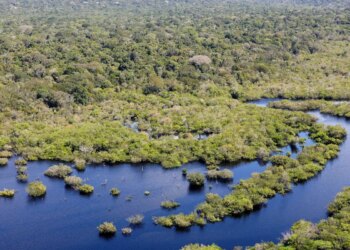 Quase todos os biomas registraram redução do desmatamento em 2024