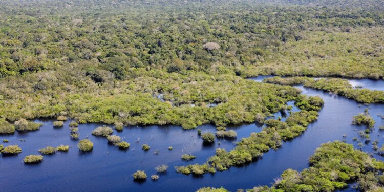 Quase todos os biomas registraram redução do desmatamento em 2024
