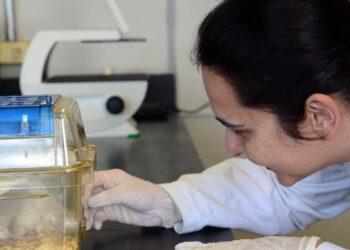 Tecidos feitos em laboratório podem aperfeiçoar testes de medicamentos