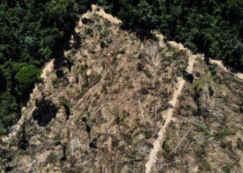 Florestas públicas não destinadas são ameaçadas por crimes ambientais