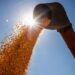 Brasil poderá ter novo recorde na produção de grãos na safra 2024/2025