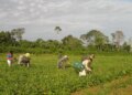 CMN reduz para R$ 200 mil limite de enquadramento no Proagro