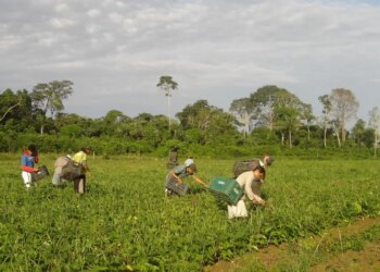 CMN reduz para R$ 200 mil limite de enquadramento no Proagro