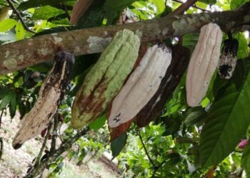 CRA vai debater praga que ameaça a produção de cacau no Brasil — Senado Notícias