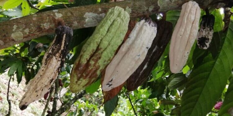 CRA vai debater praga que ameaça a produção de cacau no Brasil — Senado Notícias