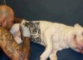 Governo sanciona lei que proíbe tatuagens e piercings em cães e gatos