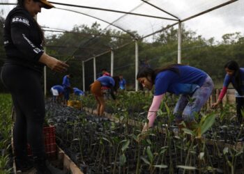 Parceria entre pesquisadores e comunidades protege mangues na Amazônia