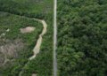 Construção de estradas impacta mangue amazônico