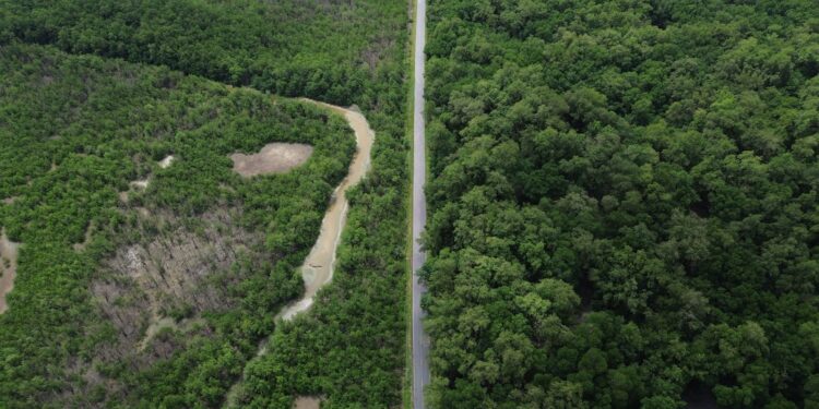 Construção de estradas impacta mangue amazônico