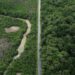 Construção de estradas impacta mangue amazônico