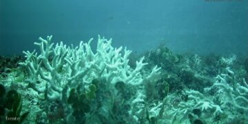 Edital do BNDES destina R$ 43 milhões para proteção de ilhas oceânicas
