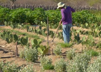 Estudo mostra ganhos necessários para vida digna em áreas do semiárido