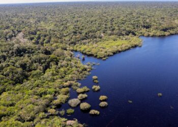 Fundo Amazônia bate recorde ao destinar mais de R$ 1 bilhão em 2025