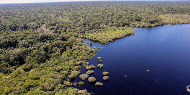 Fundo Amazônia bate recorde ao destinar mais de R$ 1 bilhão em 2025