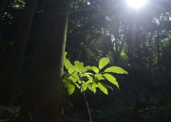 Sesc São Paulo tem programação especial na Semana do Meio Ambiente