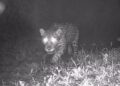 Após 50 anos, onça-pintada é registrada nas matas de Valença, no Rio