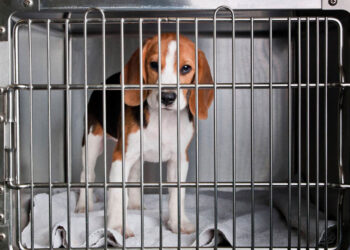 Lei que proíbe testes de cosméticos em animais já está em vigor — Senado Notícias