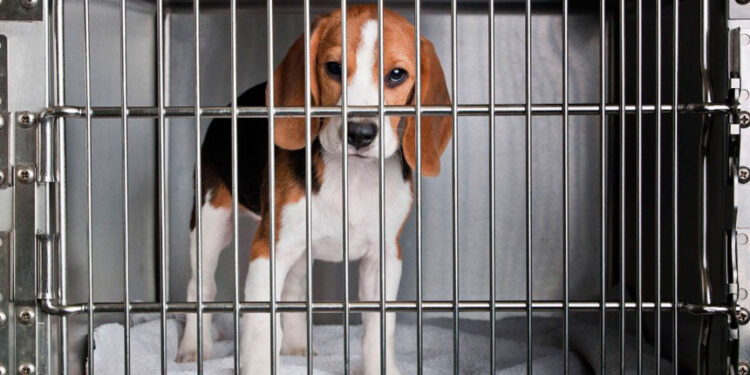 Lei que proíbe testes de cosméticos em animais já está em vigor — Senado Notícias