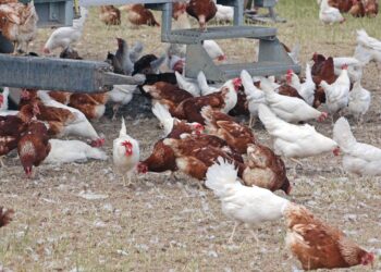 Ceará registra foco de gripe aviária em criação doméstica
