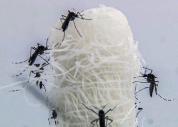 Capital paulista tem queda de 90,5% nos casos confirmados de dengue