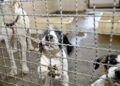 Projeto aprovado na Câmara proíbe uso de animais em testes cosméticos