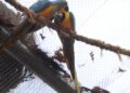 Morte de mais quatro aves fecha ao público zoológico do Rio