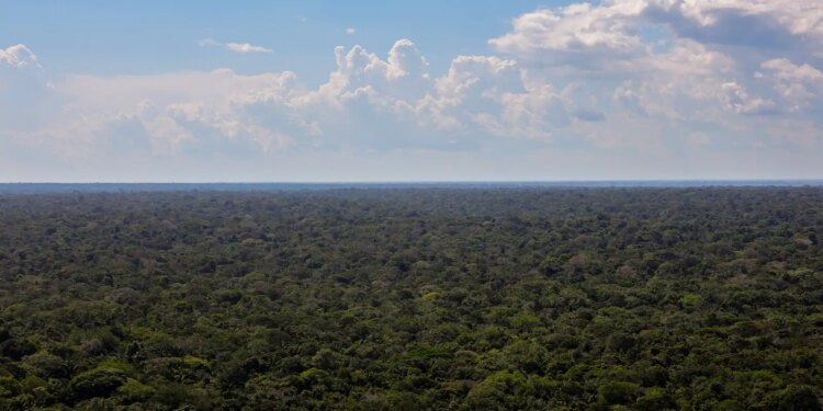 Organizações sociais propõem plano para investimentos na Amazônia